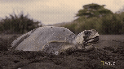 Turtle Laying In Dirt Saying Wild GIF