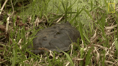 Turtle Laying In Grass With National Geographic Logo GIF