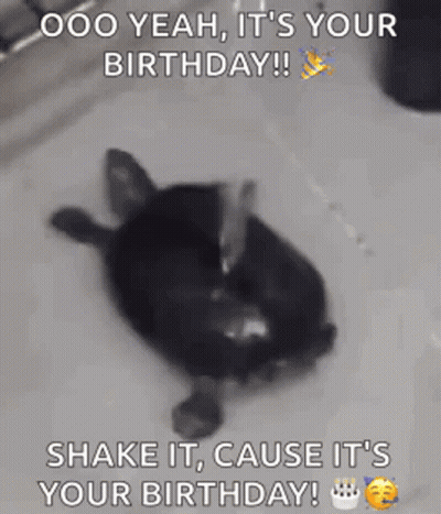 Turtle Laying In Sink With Birthday Cake GIF