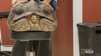 Turtle Laying Next To National Geographic Wild Door GIF