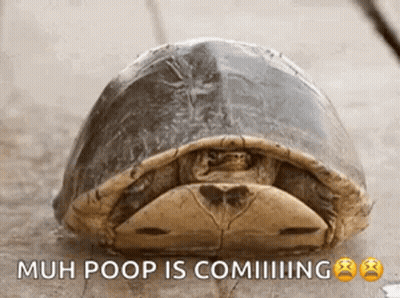 Turtle Laying On Ground Muh Poop Is Coming GIF