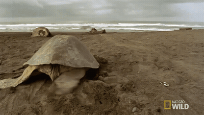 Turtle Laying On Ground National Geographic Wild GIF