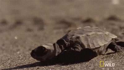 Turtle Laying On Ground National Geographic Wild GIF