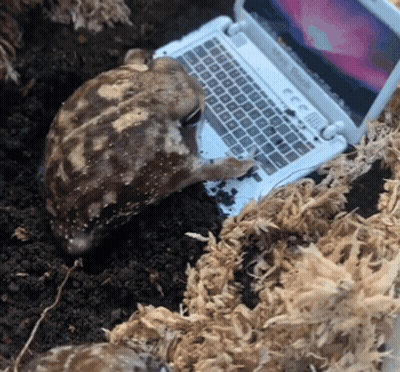 Turtle Laying on Macbook Pro