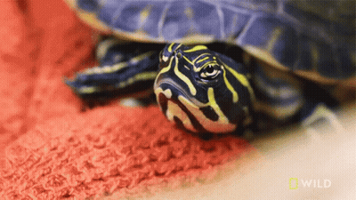 Turtle Laying On Red Carpet GIF