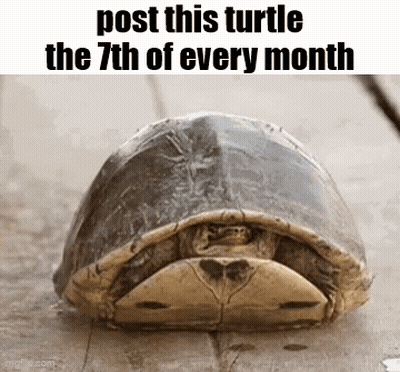 Turtle Laying On Wooden Surface GIF