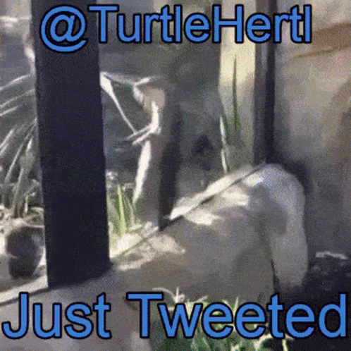 Turtle Looking Out Window GIF
