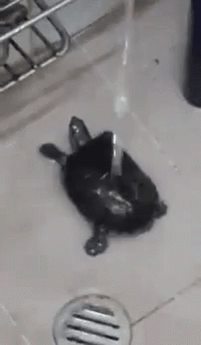Turtle Lying In Sink GIF