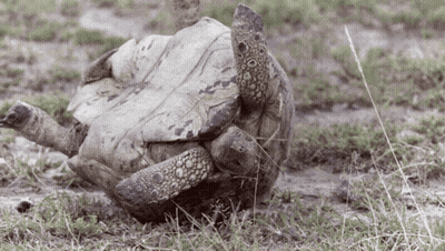 Turtle Lying On Back On Grass GIF