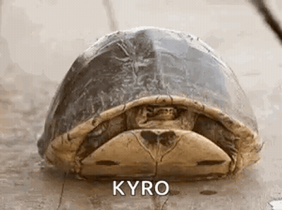 Turtle Lying On Back With Kyro GIF
