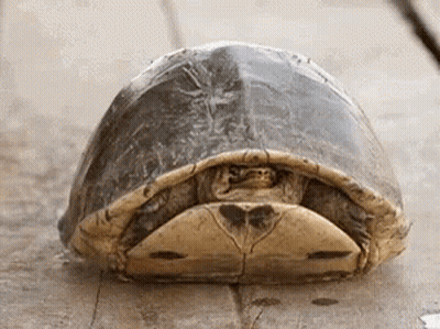 Turtle Lying On Wooden Surface GIF