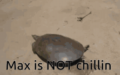 Turtle On Ground With Max Not Chillin GIF