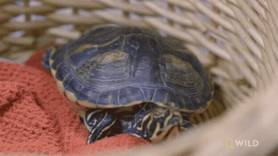 Turtle On Red Blanket In Basket With National Geographic Wild GIF