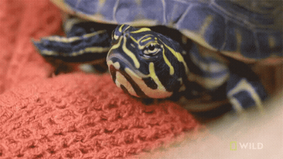 Turtle On Red Blanket With National Geographic Logo GIF