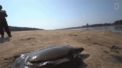Turtle On Sand Near Water National Geographic Logo GIF