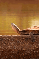 Turtle Peaceful Relaxing Sun Bathing  GIF