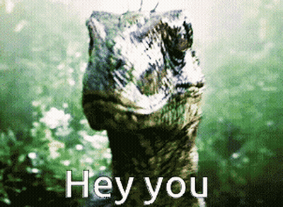 Turtle Saying Hey You GIF