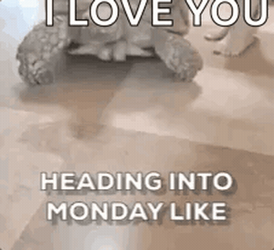 Turtle Saying I Love You GIF