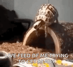 Turtle Sitting On Dirt Pile GIF