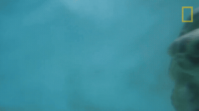 Turtle Swimming In Ocean With National Geographic Logo GIF