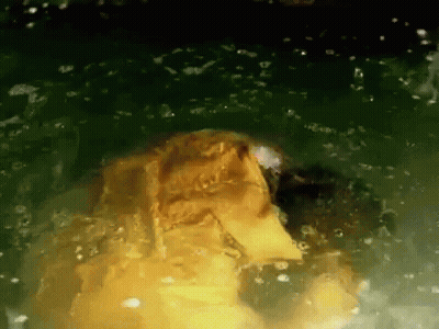 Turtle Swimming In Pond With Bubbles GIF