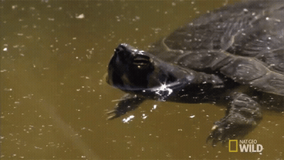 Turtle Swimming In Water With Nat Geo Wild GIF