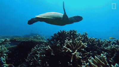 Turtle Swimming Over Coral Reef With National Geographic Logo GIF