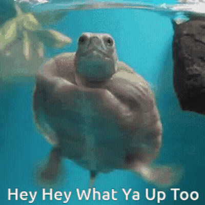 Turtle Swimming With Hey Hey What Ya Up Too GIF