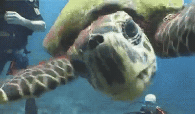 Turtle Swimming With Scuba Diver GIF