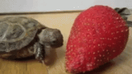 Turtle Trying To Bite Berry GIF