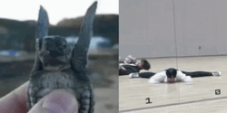 Turtle Tuesday Little Feet Flapping GIF
