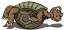 Turtle Tuesday Reverse Shell Dancing GIF