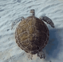 Turtle Tuesday Swimming Under Sea GIF