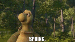 Turtle Verne Spring