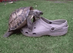 Turtle Versus Crocs Fighting GIF