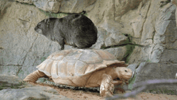 Turtle Walking Slowly With Beaver Riding GIF