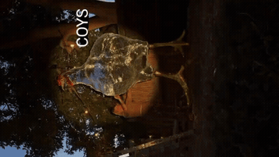 Turtle With Coys Text GIF
