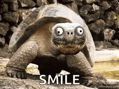 Turtle With Googly Eyes Smiling Saying Smile GIF