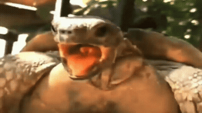 Turtle With Mouth Open And Tongue Hanging Out GIF