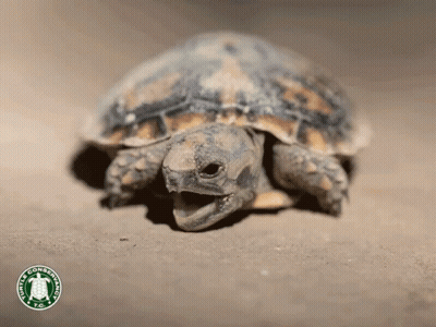 Turtle With Mouth Open US Conservation Corps Logo GIF