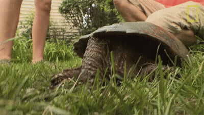 Turtle With National Geographic Logo GIF