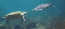 Turtles Handshake GIF