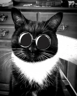 Tuxedo Cat Wearing Glasses GIF