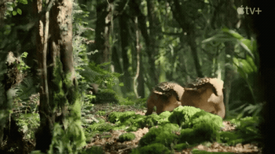 TV Logo At Bottom Of Forest Scene GIF