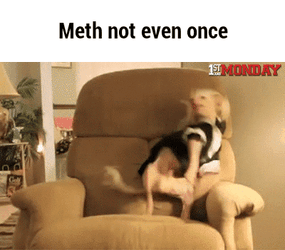 Tweaker Dog Did Not Read GIF