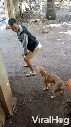 Twerking Dog GIF