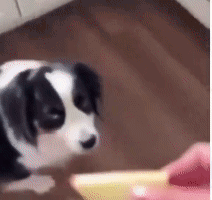 Twerking Dog Apple GIF