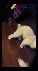 Twerking Dog Bichon Tail GIF