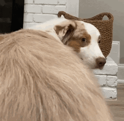 Twerking Dog Shepherd GIF