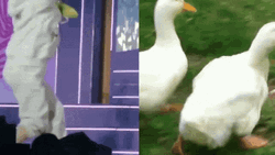 TWICE Jeongyeon Copying A Duck Waddle GIF